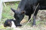 Cow-With-Newborn-Compressed.jpg